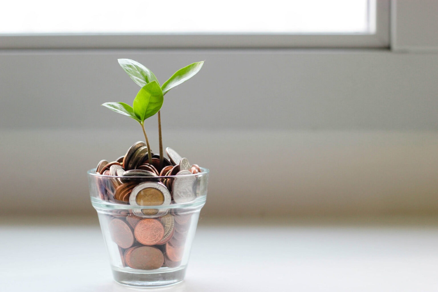 A plant growing in money